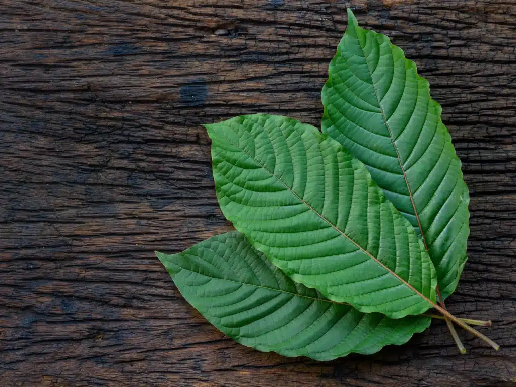 Kratom leaves on the background of wood