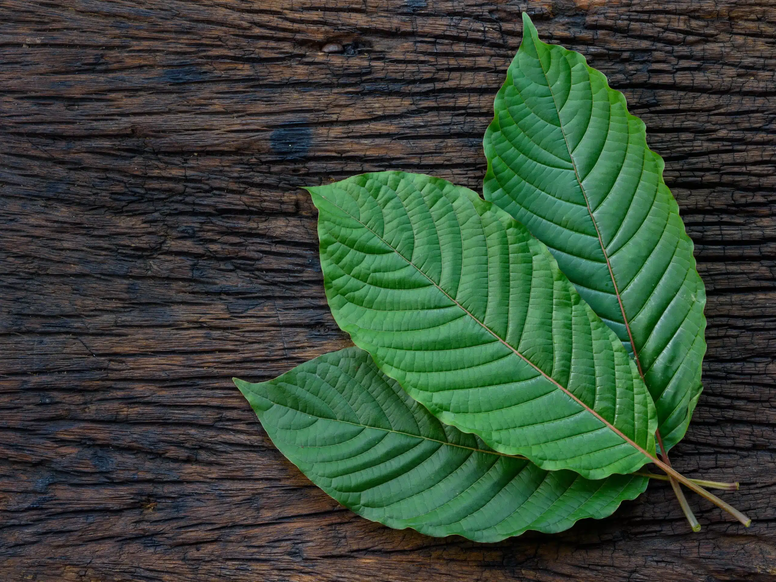 Kratom leaves on the background of wood